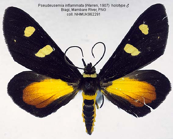Egnima Insecte Papua Insects Foundation (Lepidoptera/Ennominae thumbnails)